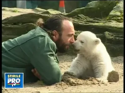 A murit "tatal" ursuletului polar Knut