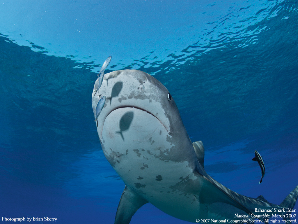 Supa de rechin ar putea duce la disparitia speciei!