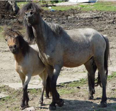 Timisoreanul care creste 35 de cai la oras a fost amendat din nou!