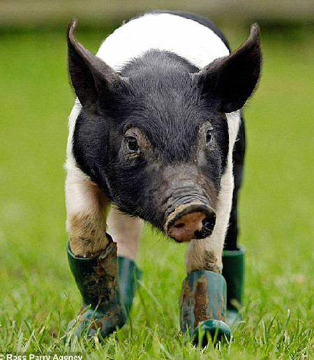 Nu degeaba se spune ca locul porcului e in cotet