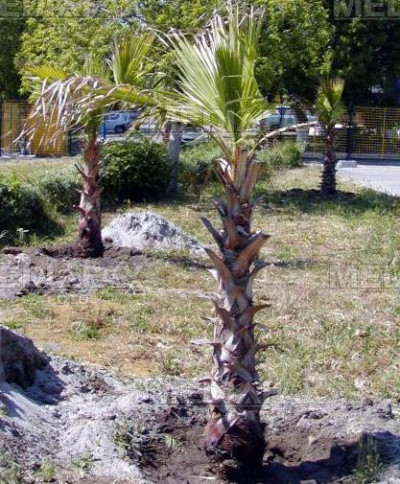 Zeci de palmieri din Olanda incalzesc atmosfera intr-o scoala din Dolj