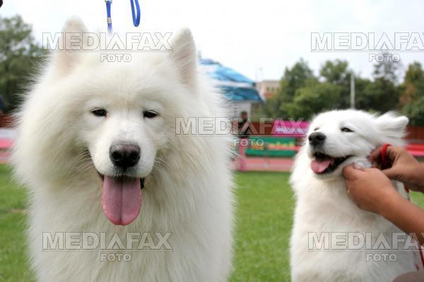 Expozitie canina, in week-end, la Arad!