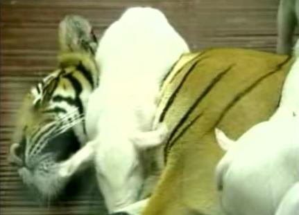 Tigru cu suflet de purcel