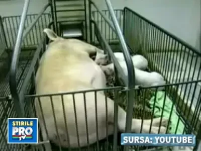 Tigru cu suflet de purcel