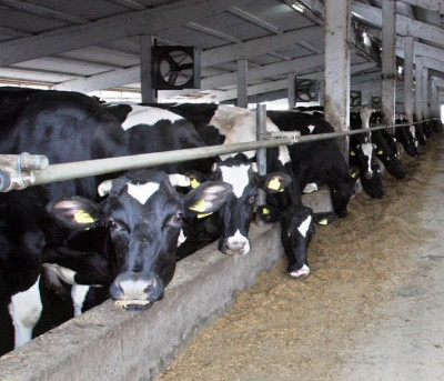 Fermierii romani risca falimentul. Banii de la UE si Guvern sunt blocati