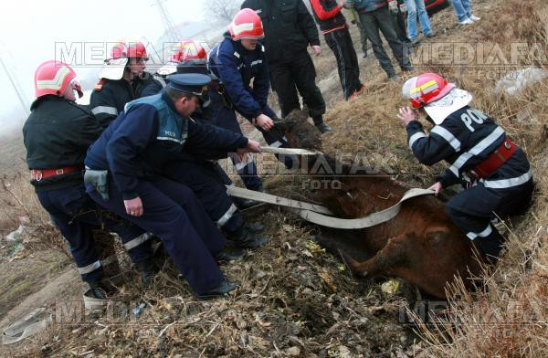Sfarsit cumplit pentru calul unei femei din judetul Braila