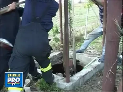 Sfarsit cumplit pentru calul unei femei din judetul Braila