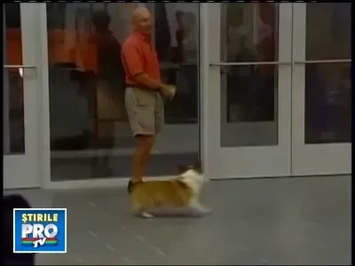 Cainii, cei mai destepti orieteni ai omului!