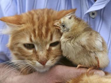 O pisica a adoptat un pui de gaina!