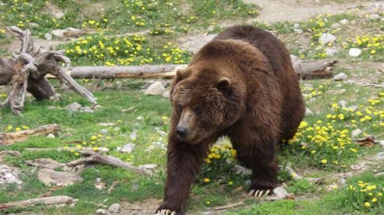 Femeie atacată de urs în județul Covasna, în timp ce își ducea copilul la școală
