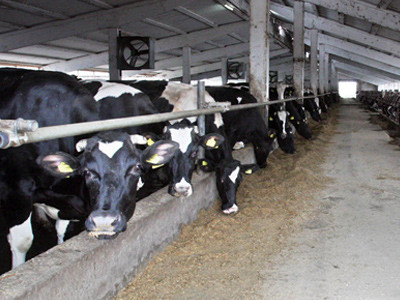 Fermierii cer la Bruxelles subventii mai mari