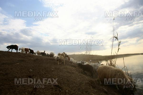 Rafuiala ca in "Miorita" la Gorj