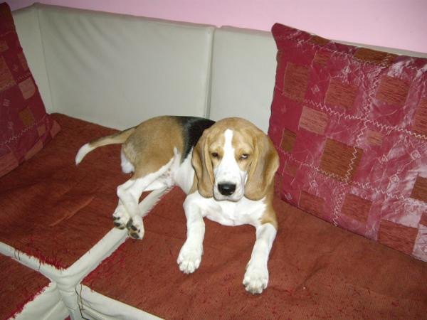 Cum sa evadezi chiar daca esti caine si te afli intr-un tarc inalt!