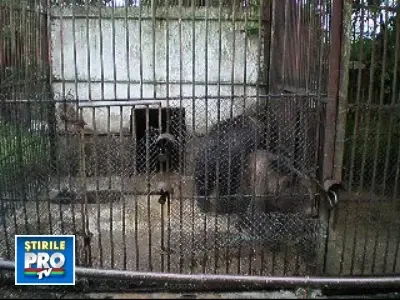 Ursi sau catelusi cu parul cret?