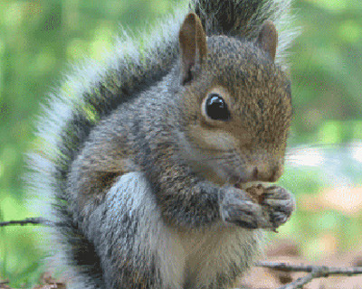 Veverita in misiune imposibila. O cursa fara greseala. VIDEO