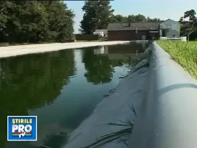 Cultivarea algelor ar putea rezolva problema energetica mondiala