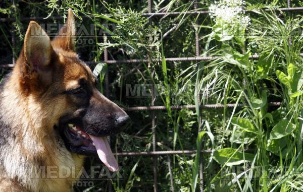 Dog Show la Cluj-Napoca