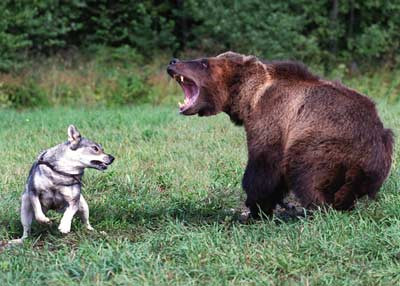 Cainii de vanatoare, testati in fata arbitrilor