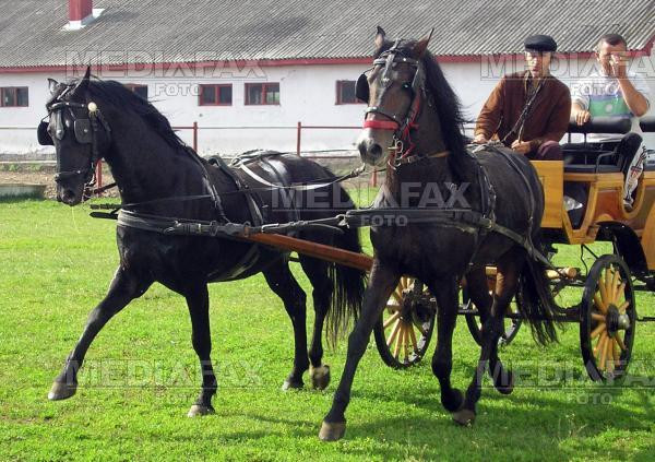 Herghelie uitata de lume, la Galati