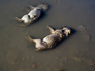 Imagini infioratoare! Caini otraviti la marginea Buzaului