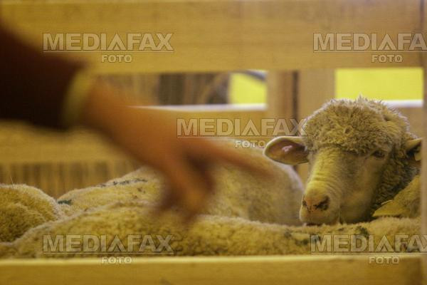 Cea mai frumoasa oaie, aleasa in Muntii Orastiei