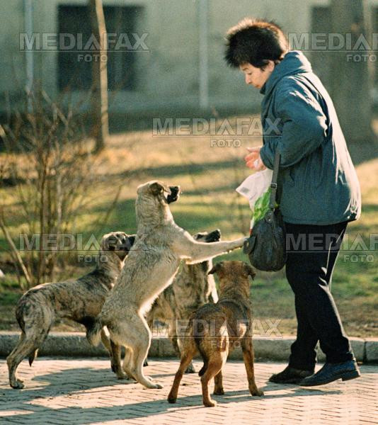Maidanezii, inamicul public numarul 1 in Braila