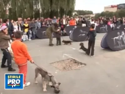 Dog Show la Cluj-Napoca