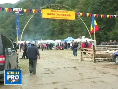 Cea mai frumoasa oaie, aleasa in Muntii Orastiei
