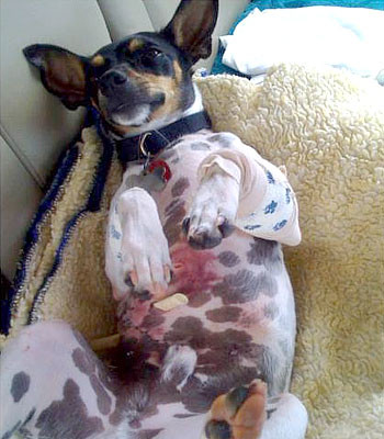 SUA: curaj nebun din dragoste fata de cainele sau