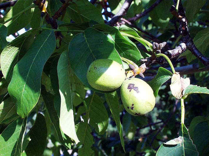 Un tanar de 19 ani s-a spanzurat de un nuc din curtea casei