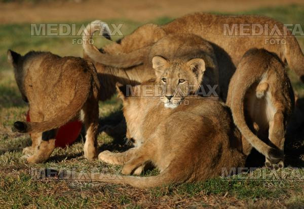 Doborarea leilor in Africa, noul trend printre vanatorii romani