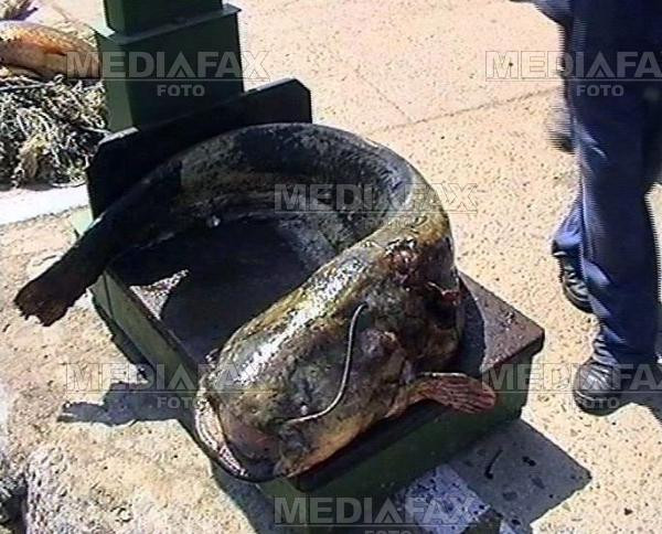 Un peste urias prins in Timisoara va hrani 600 de guri