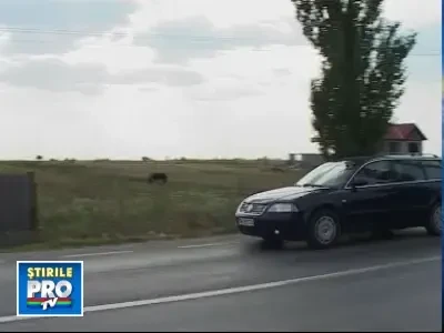 Au apasat prea tare pedala de acceleratie si asta i-a costat scump!