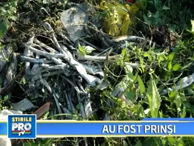 Hoti de cablu prinsi de politistii aradeni