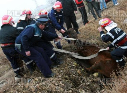 Sfarsit tragic pentru un cal lovit intr-un accident auto