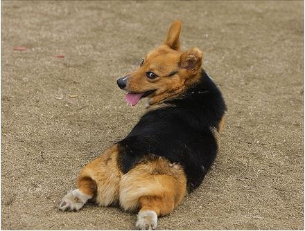 Fara comentarii. Catel mutilat si abandonat