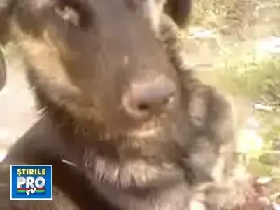 Catel mutilat si abandonat