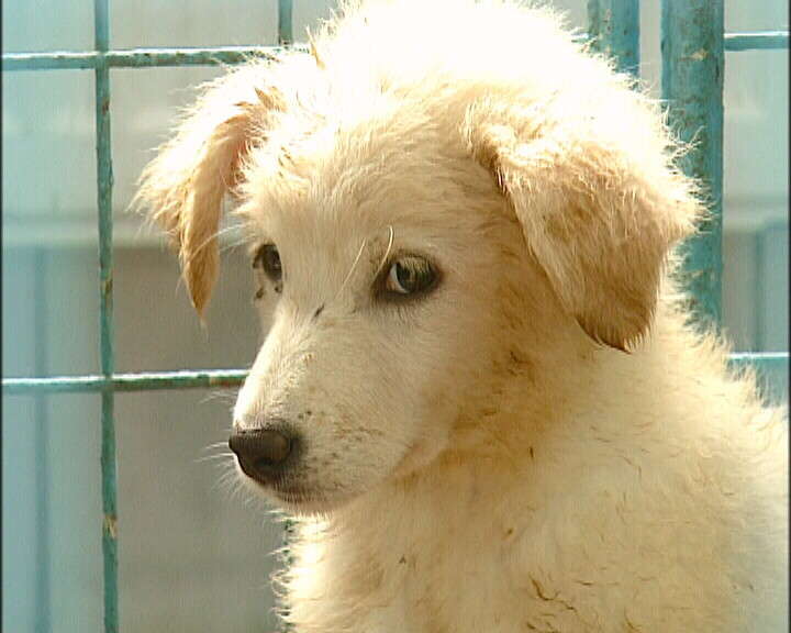 Cei mai frumosi caini, premiati la Targu Mures!