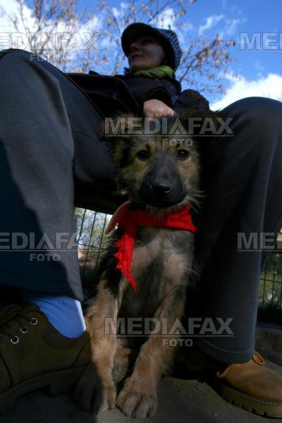 Adoptii de caini in parcul Tineretului, de Ziua Internationala a Animalelor
