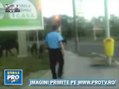 Patru cai umbla haihui pe strazi