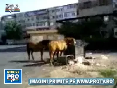 Pacat! Caii au ajuns sa manance din gunoaie