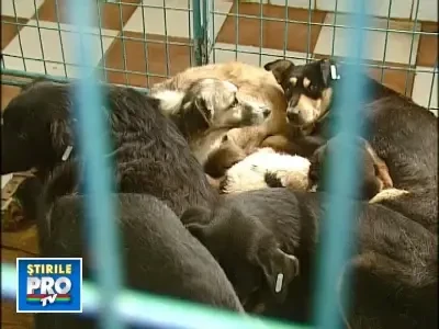 La multi ani! Este ziua animalelor!