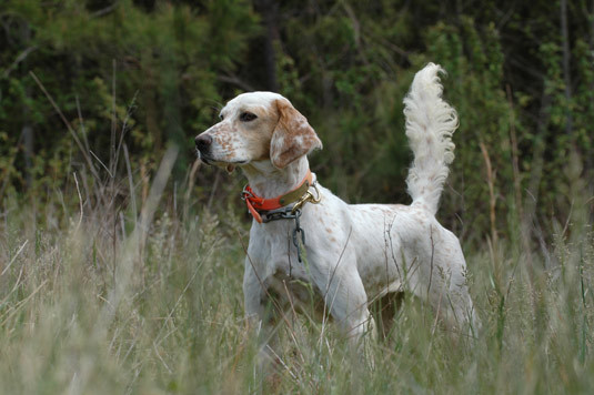 Concurs national de vanatoare pentru caini, la Galati