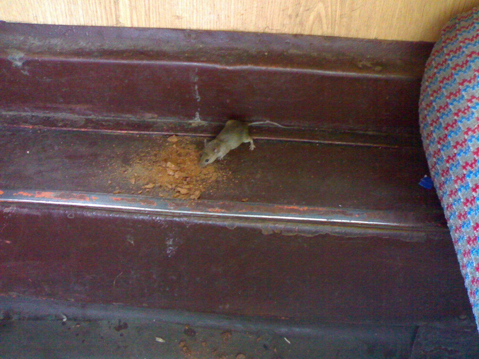 Calatoresc cu trenul gratis!