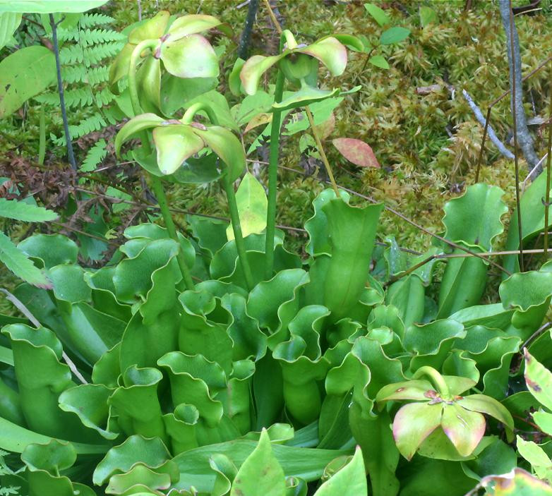 Un clujean si-a facut gradina botanica si fantana arteziana pe balcon
