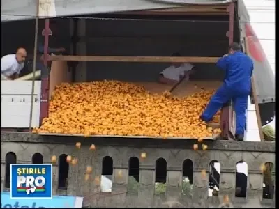 08ConcursRatuste051008