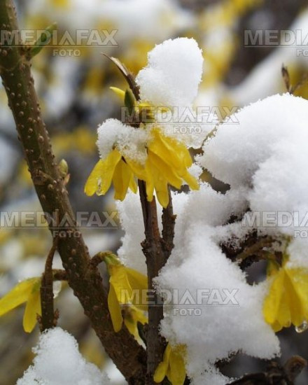 Iarna pare sa se fi instalat definitiv la munte. Zapada de 3 cm la Fundata
