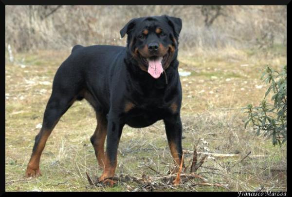 Rottweilerul care s-a adapostit intr-un club nu si-a gasit inca stapanul