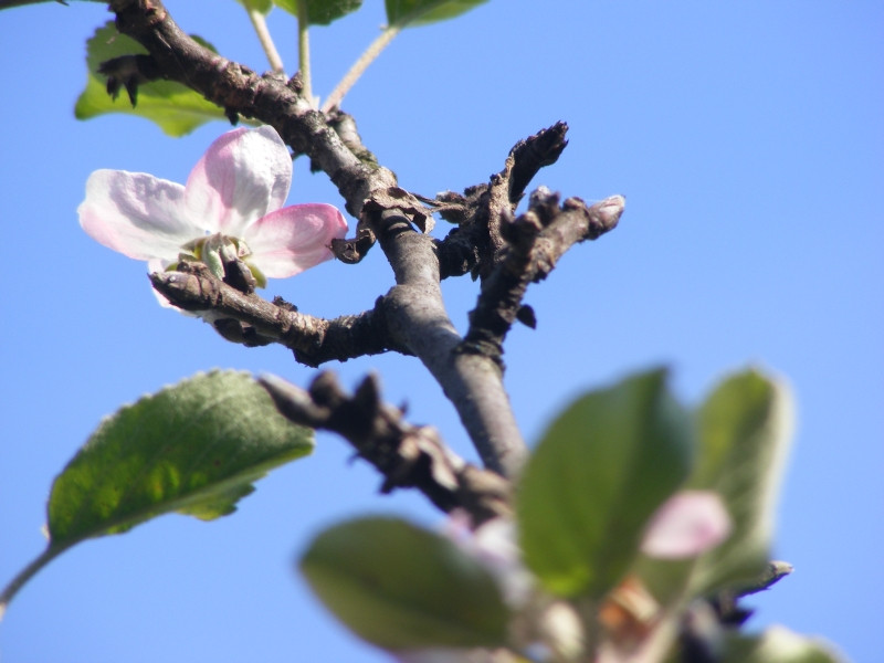 A taiat 400 de meri din livada unui barbat din Arad. Spune ca e proprietar