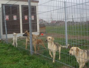 Peste 3700 de caini de la adapostul Smeura asteapta un stapan iubitor